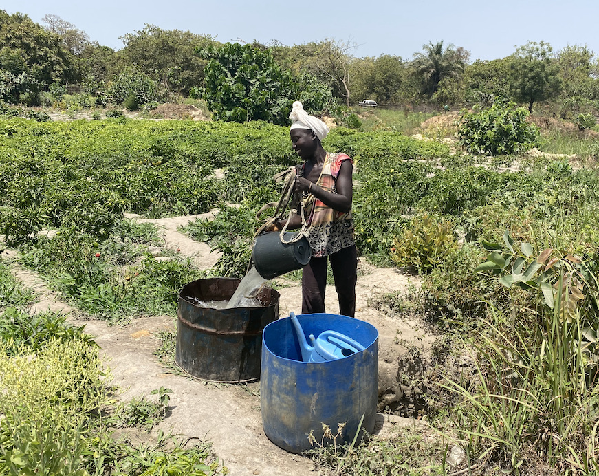 Solar irrigation in Contuboel
